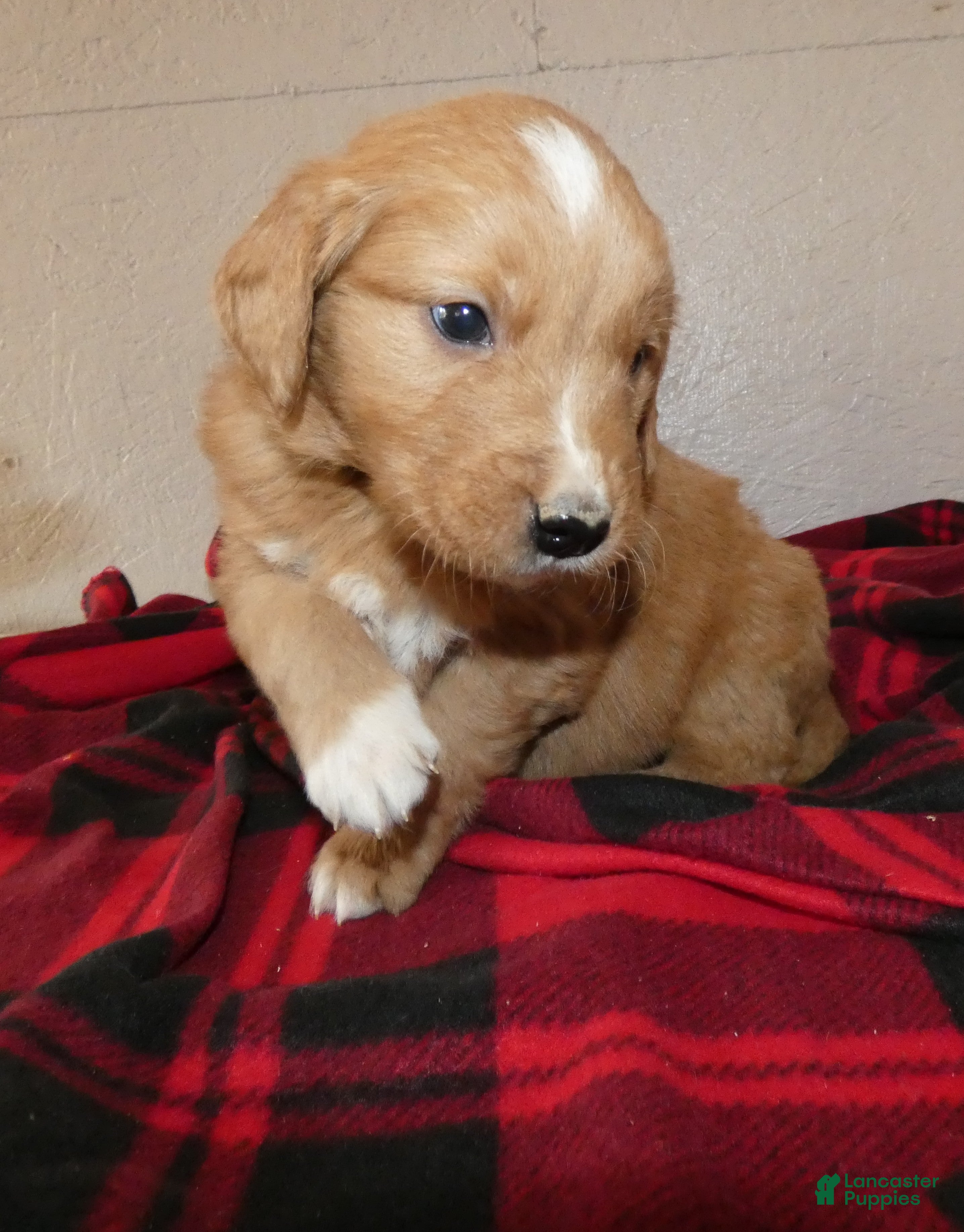 Mini Goldendoodle dogs Mini Goldendoodle Puppy 3 Ranger - Ad 32