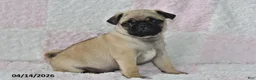 Pug dogs for sale: Smokey - Ad 4