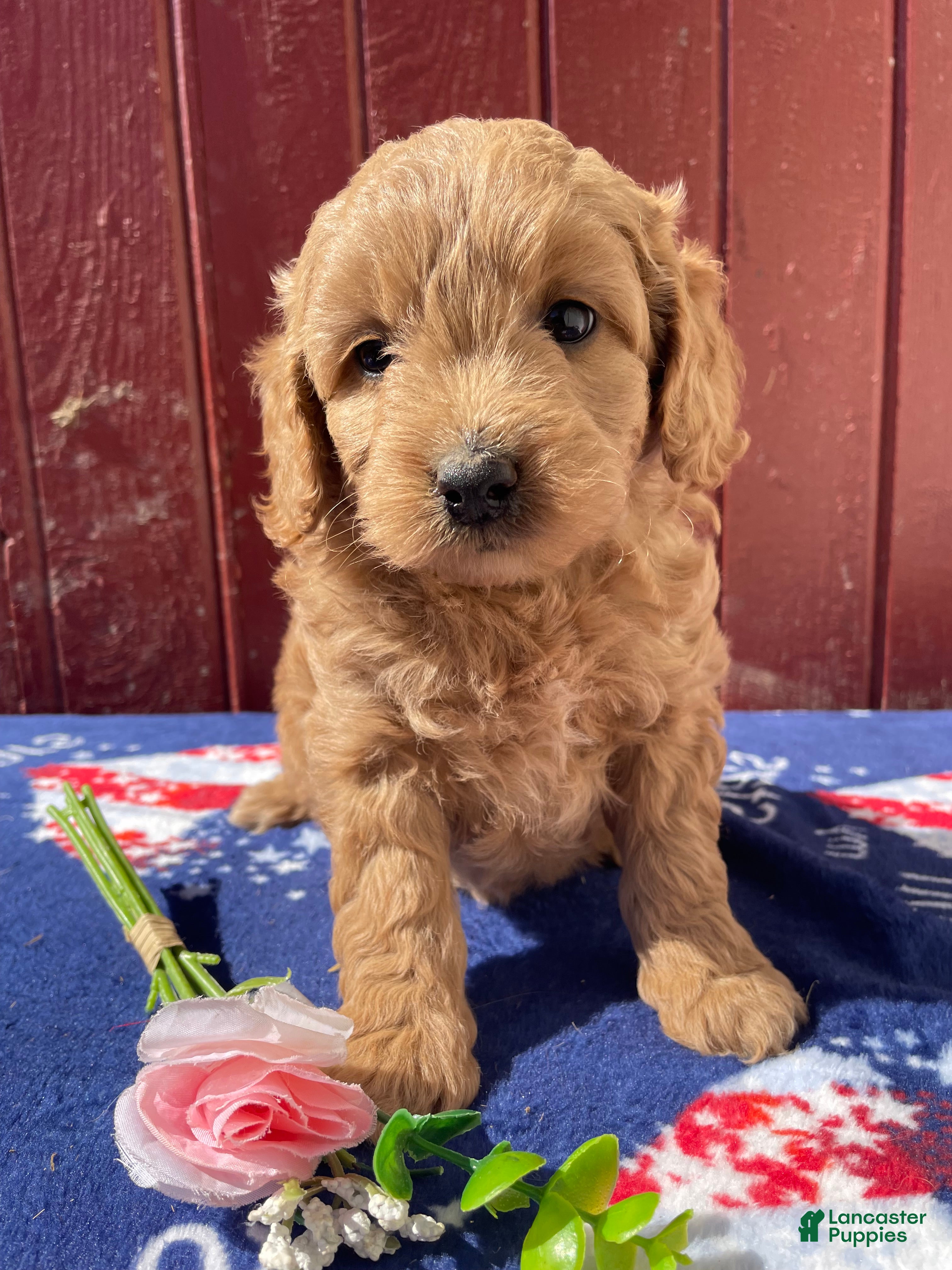 Mini Goldendoodle dogs Ruby - Ad 27