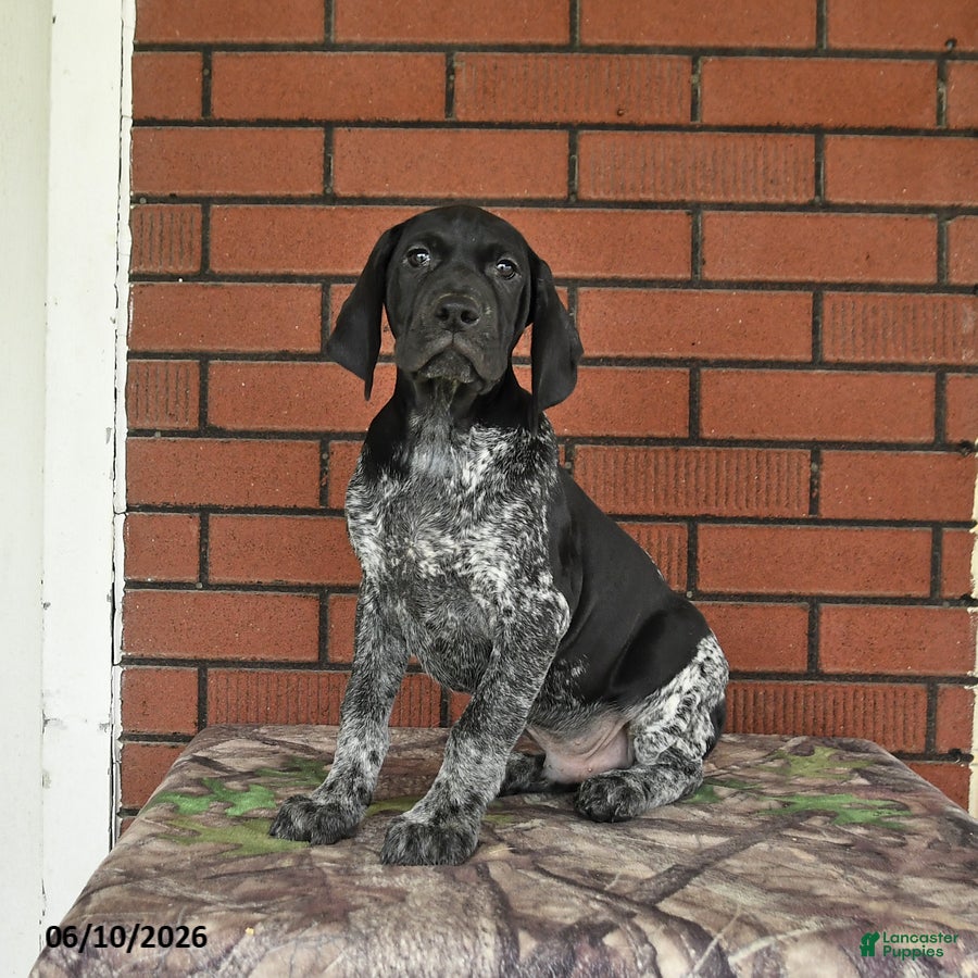 German Shorthaired Pointer dogs Rascal - Ad 1