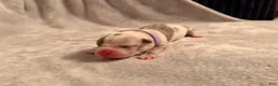 American Bully dogs for sale: Platinum Merle Purple Collar - Ad 4