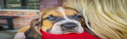 Basset Hound dogs for sale: Waylon - Ad 3