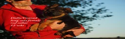 German Shepherd dogs for sale: Long coat black/red german shepherd male (Dolly/Conrad litter) - Ad 3