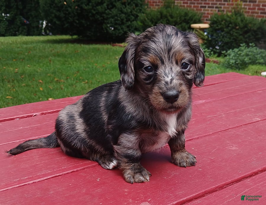 Miniature Dachshund dogs Kayla - Ad 2