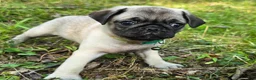 Pug dogs for sale: Luke - Ad 5