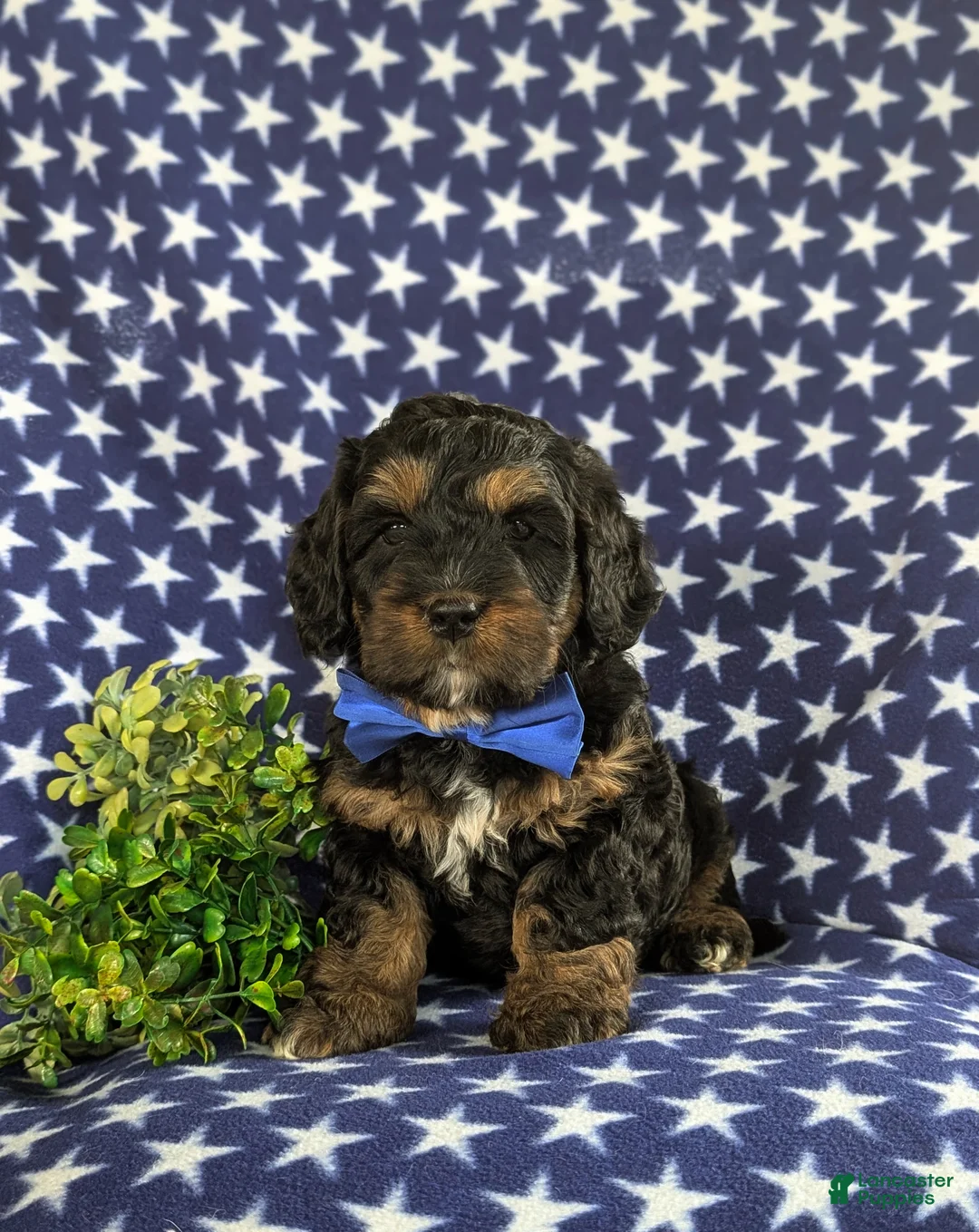 Cockapoo dogs for sale: Larenzo - Ad 1