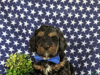 Cockapoo dogs for sale: Larenzo - Ad 1