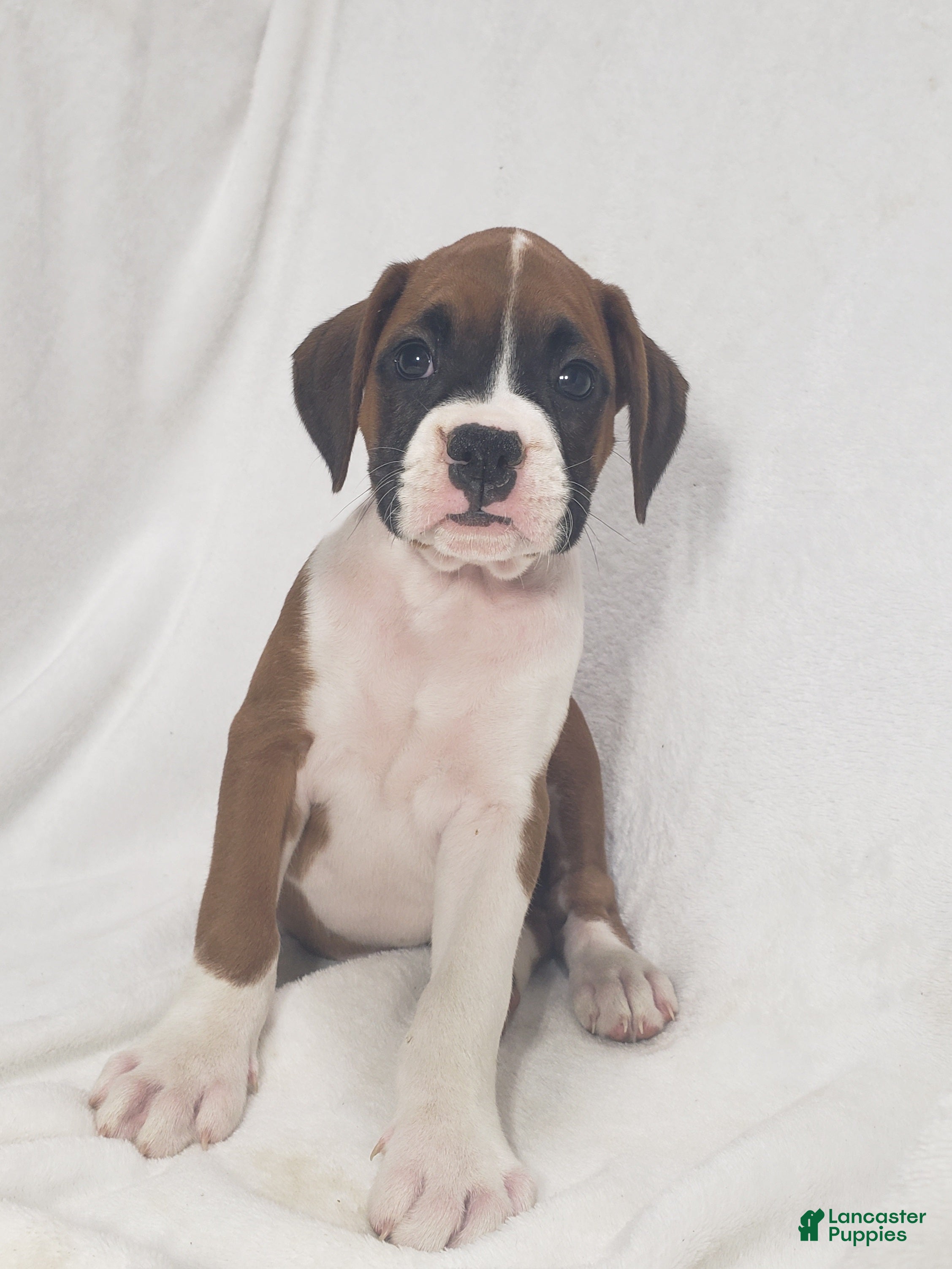 Boxer dogs Roxy - Ad 1