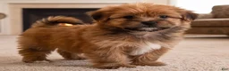 Morkie dogs for sale: Jake - Ad 8
