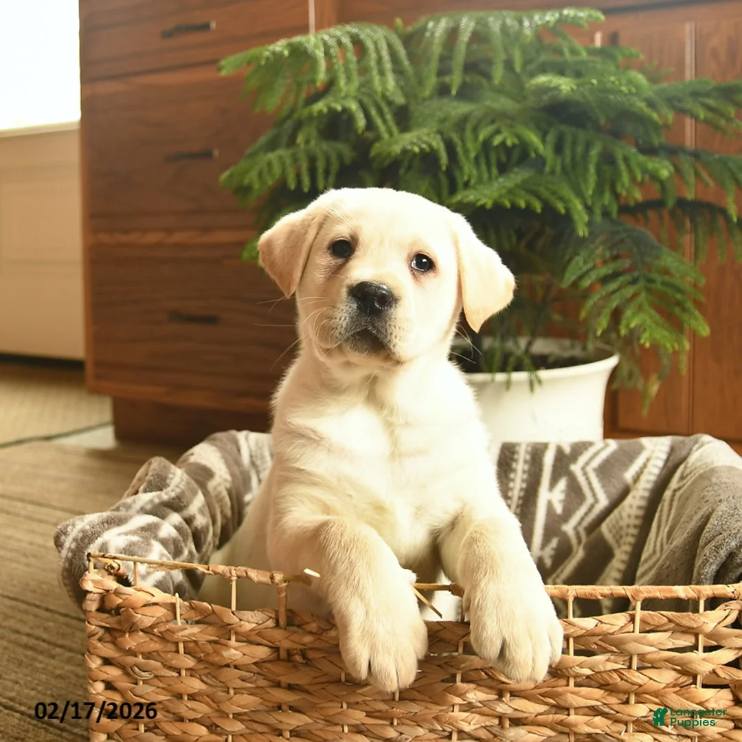 Labrador Retriever dogs for sale: Grant  - Ad 2