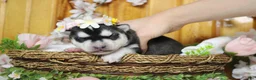 Siberian Husky dogs for sale: Freya  - Ad 2