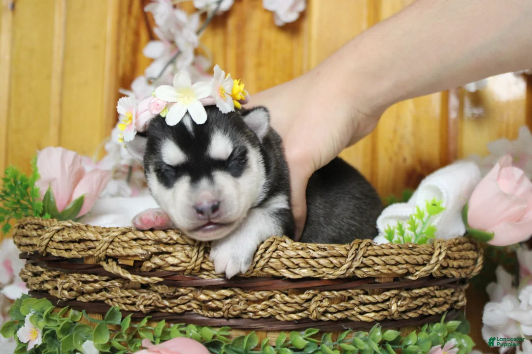 Siberian Husky dogs for sale: Freya  - Ad 2