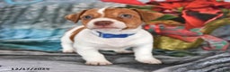 Jack Russell Terrier dogs for sale: Oscar - Ad 3