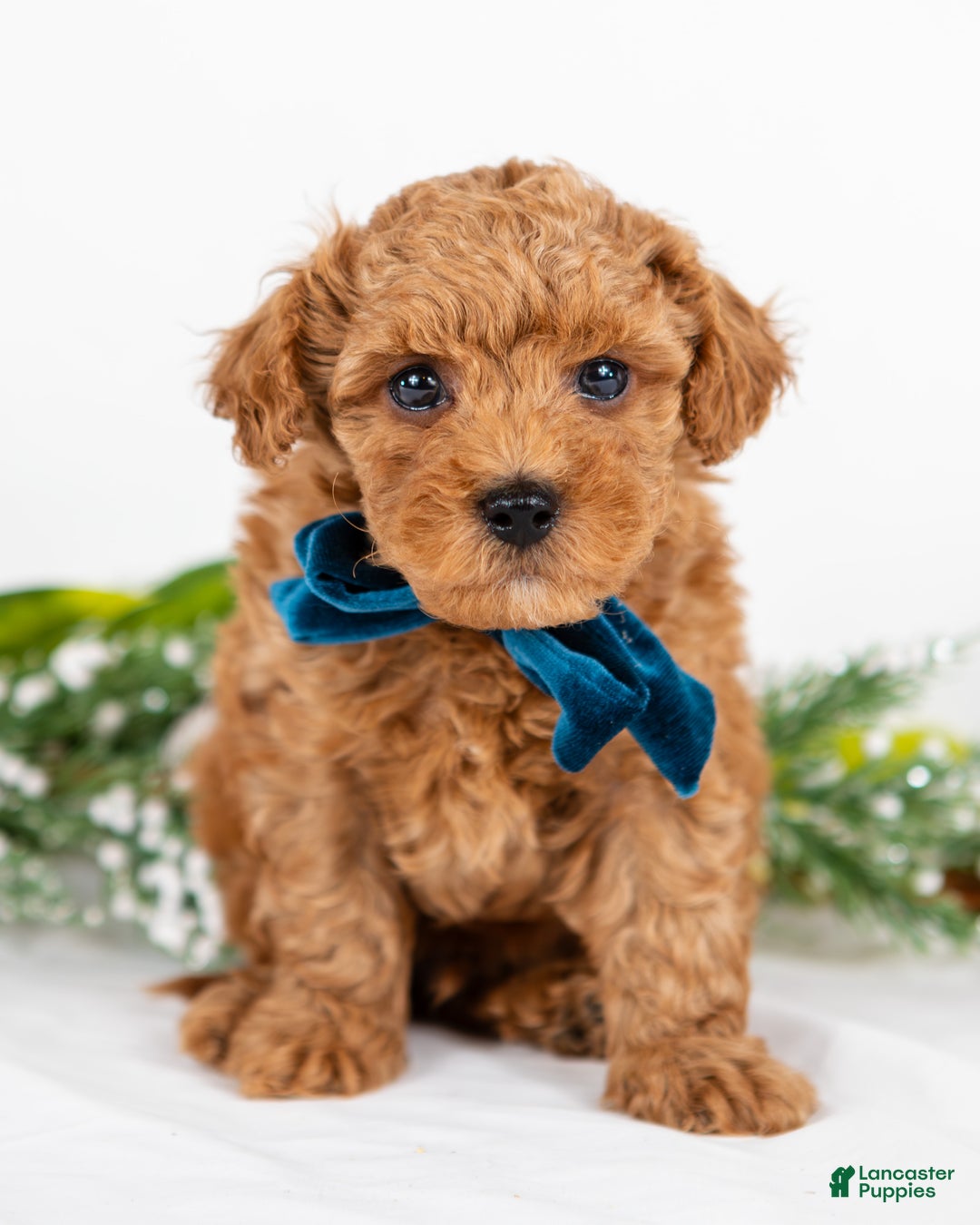 Mini Goldendoodle dogs for sale: Parker - Ad 2