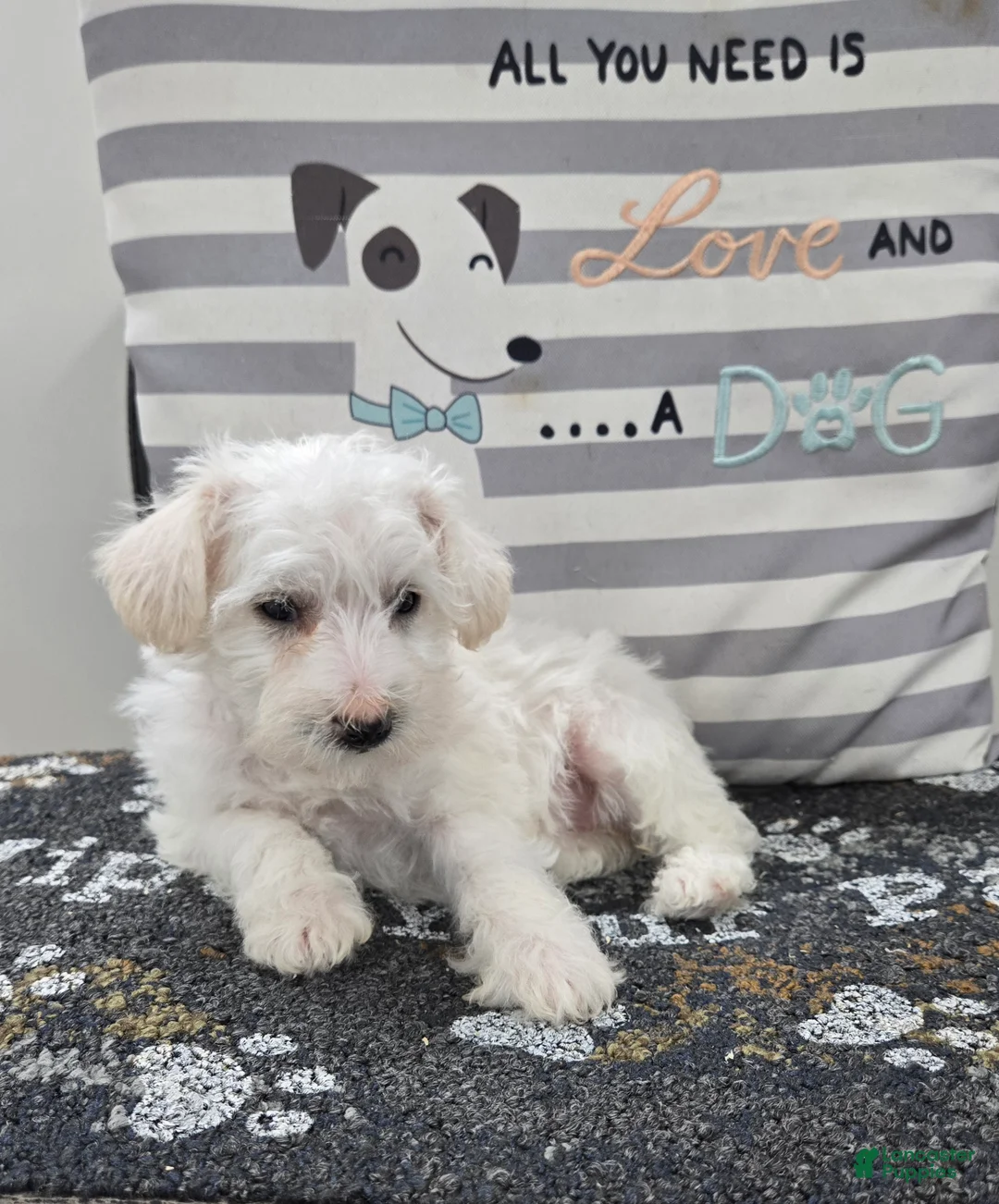 Schnoodle dogs for sale: Daisy - Ad 4