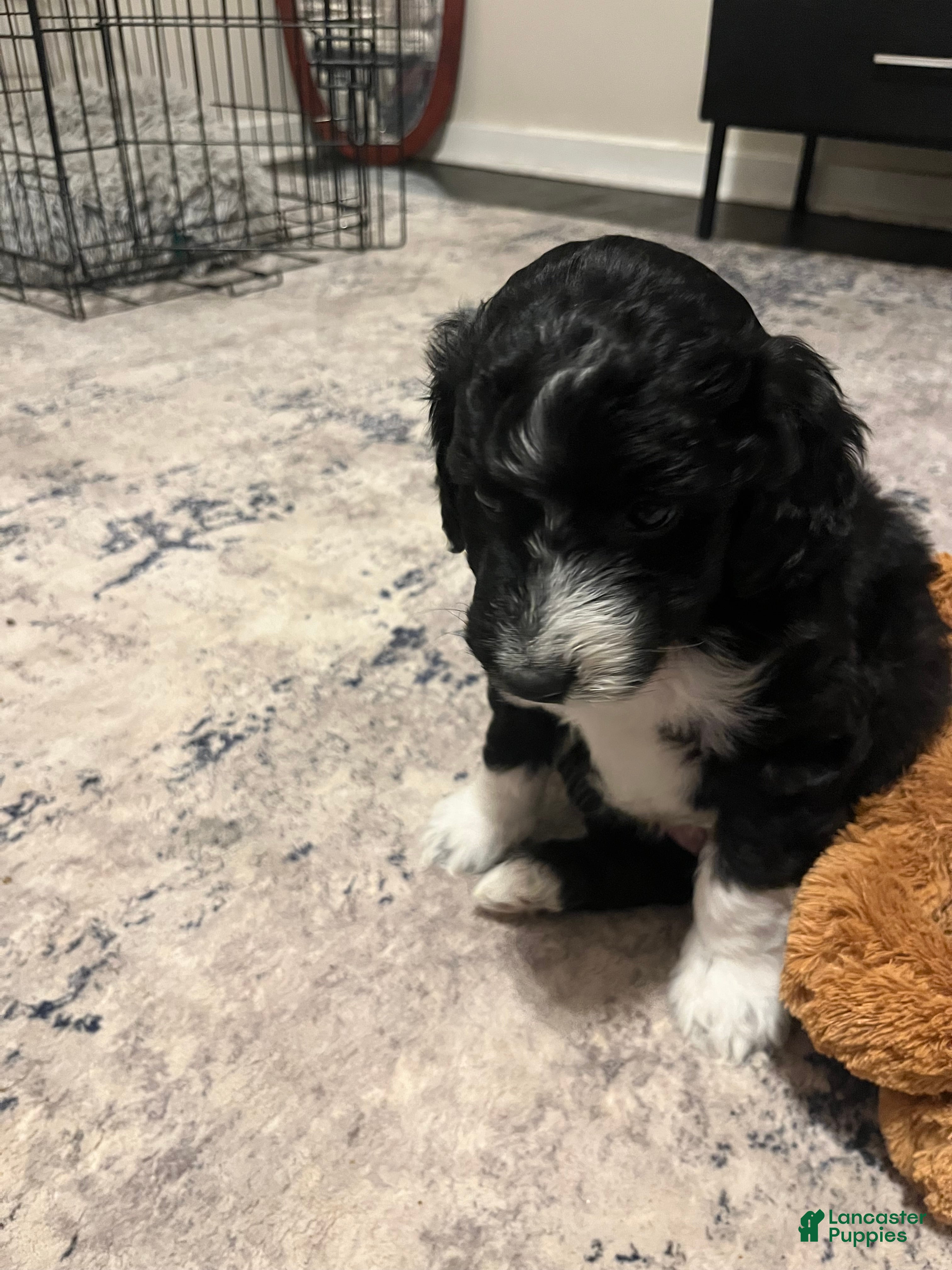 Aussiedoodle dogs Baxter  - Ad 31