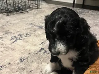 Aussiedoodle dogs Baxter - Ad 31