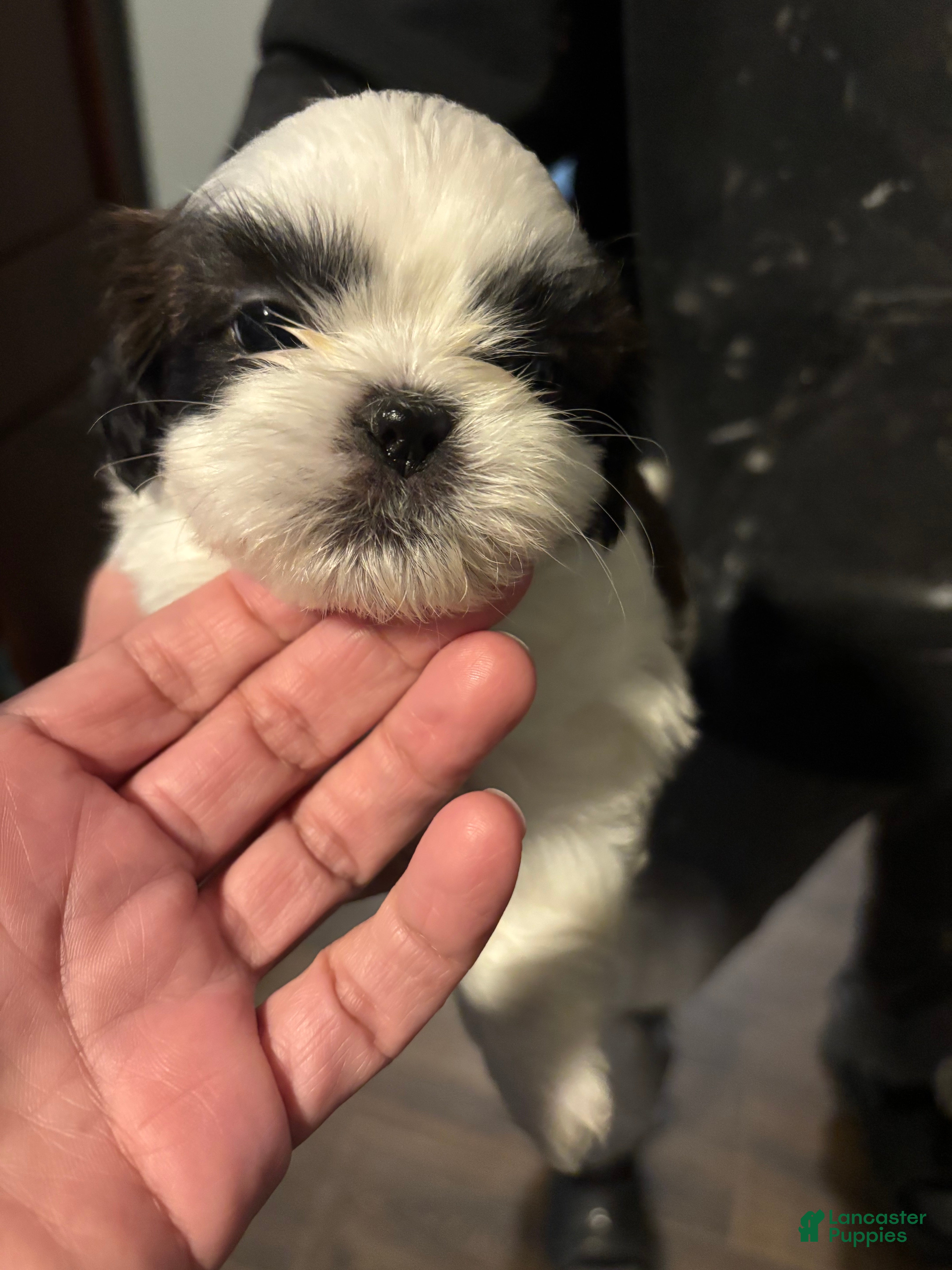 Shih Tzu dogs Leo - Ad 2