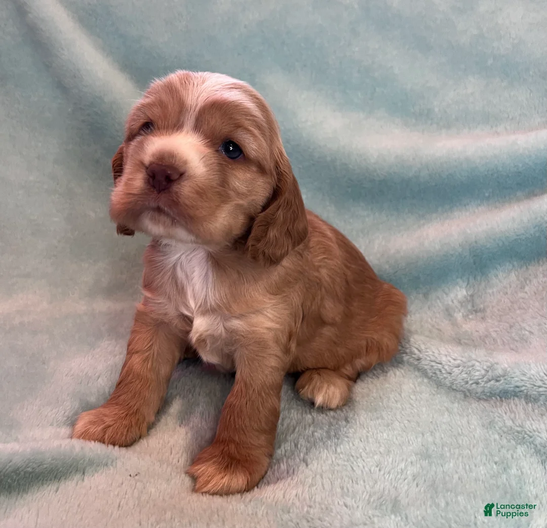 Cocker Spaniel dogs for sale: Bear  - Ad 2