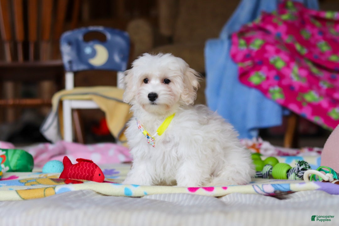 Havapoo dogs for sale: Caleb - Ad 3