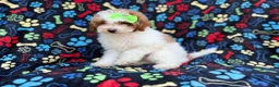 Miniature Poodle dogs for sale: Candy - Ad 1