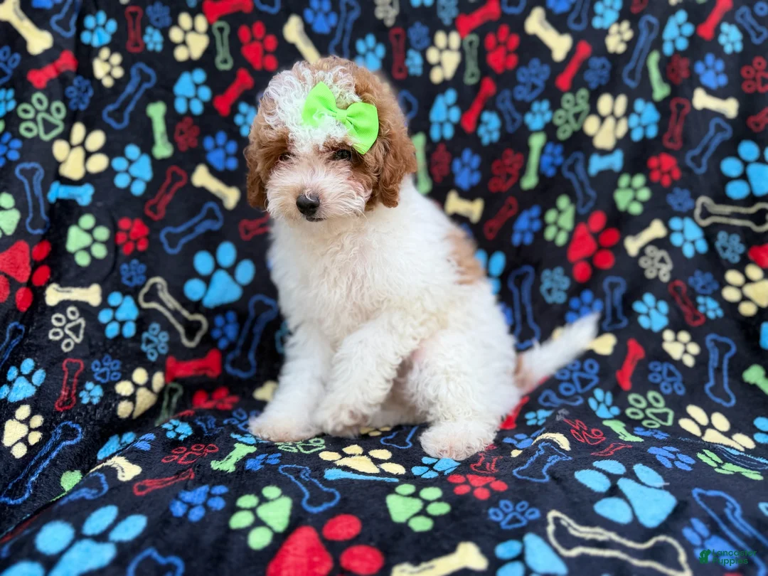 Miniature Poodle dogs for sale: Candy - Ad 1