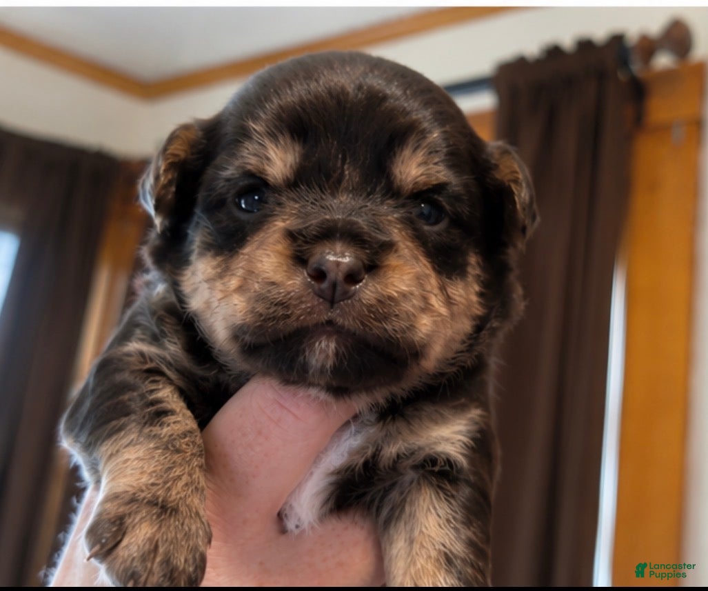Yorkshire Terrier dogs Black and tan  - Ad 1