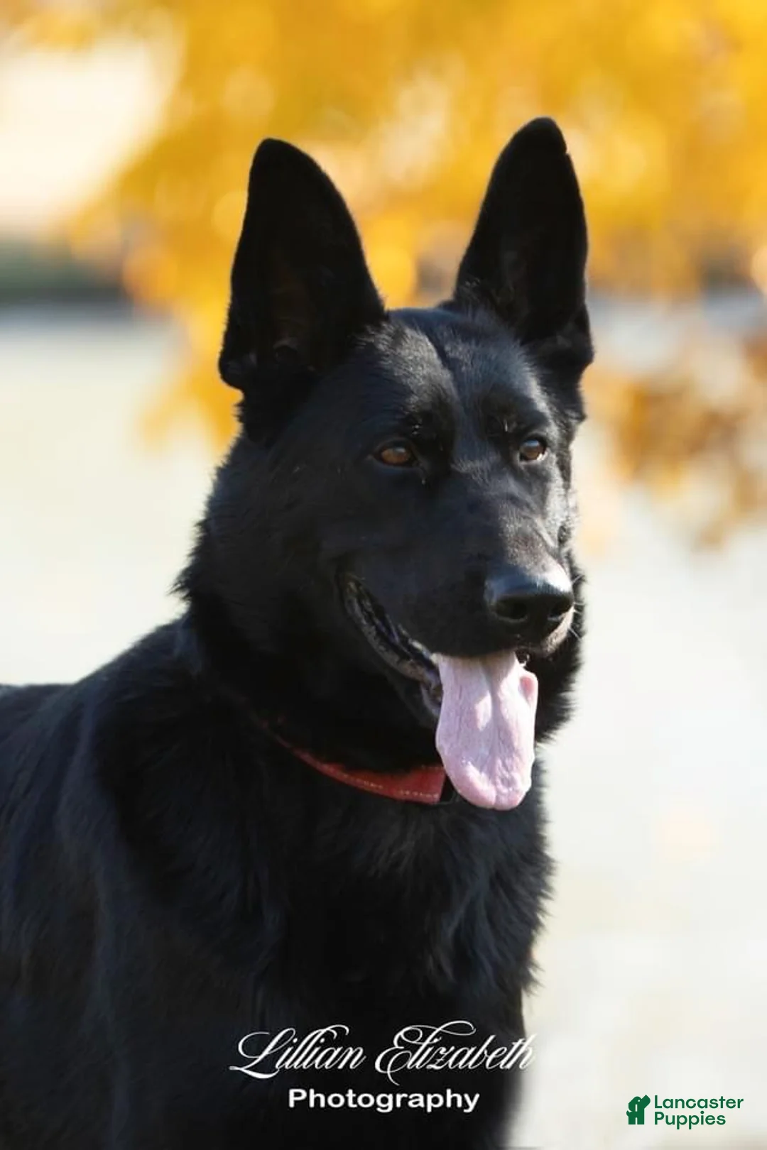 German Shepherd dogs for sale: Bailey - Ad 2