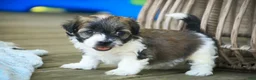Havanese dogs for sale: Iris Havanese  - Ad 15