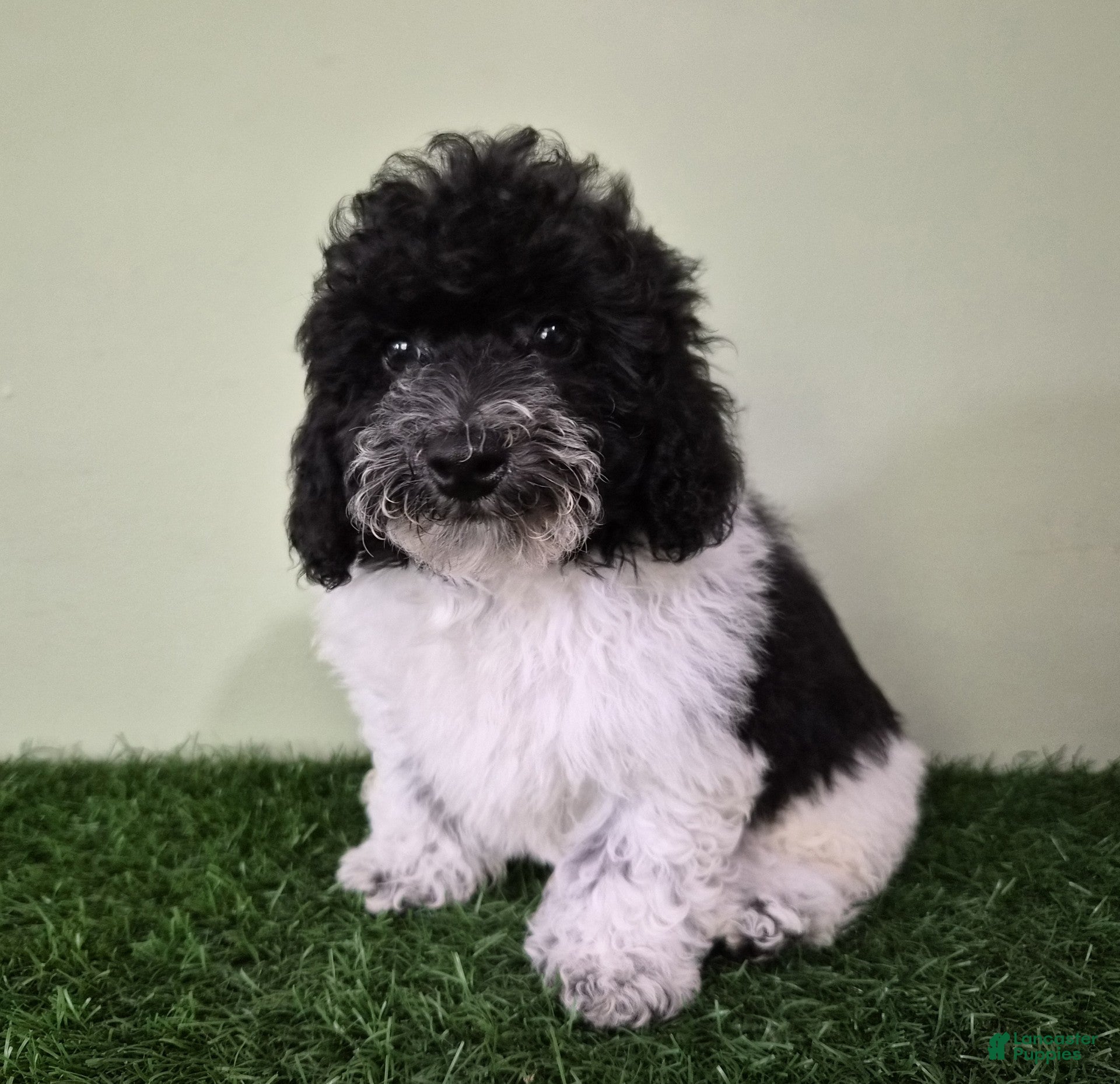 Miniature Poodle dogs Cooper - Ad 2