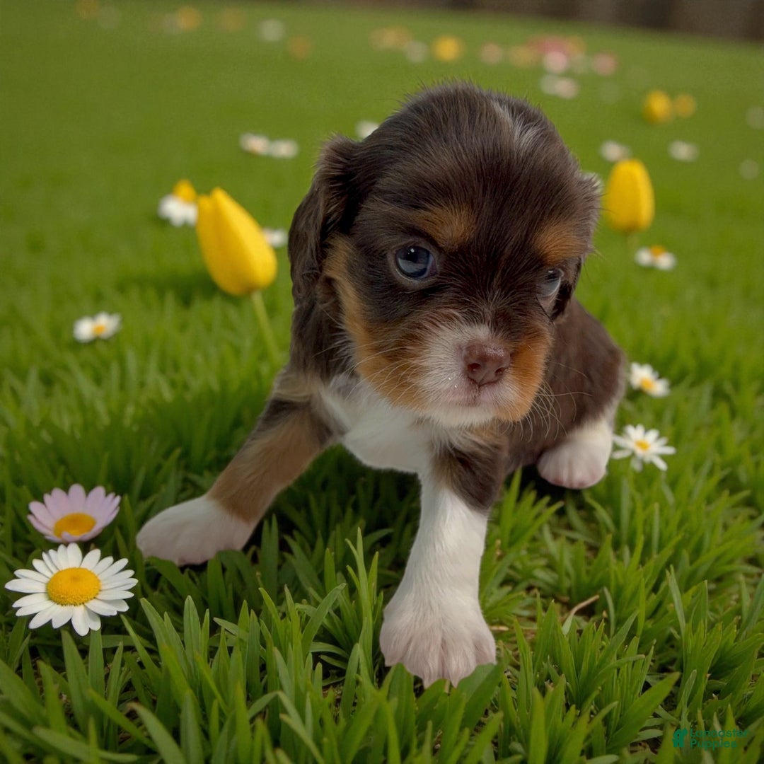 Cavalier King Charles Spaniel dogs for sale: Ava - Ad 2