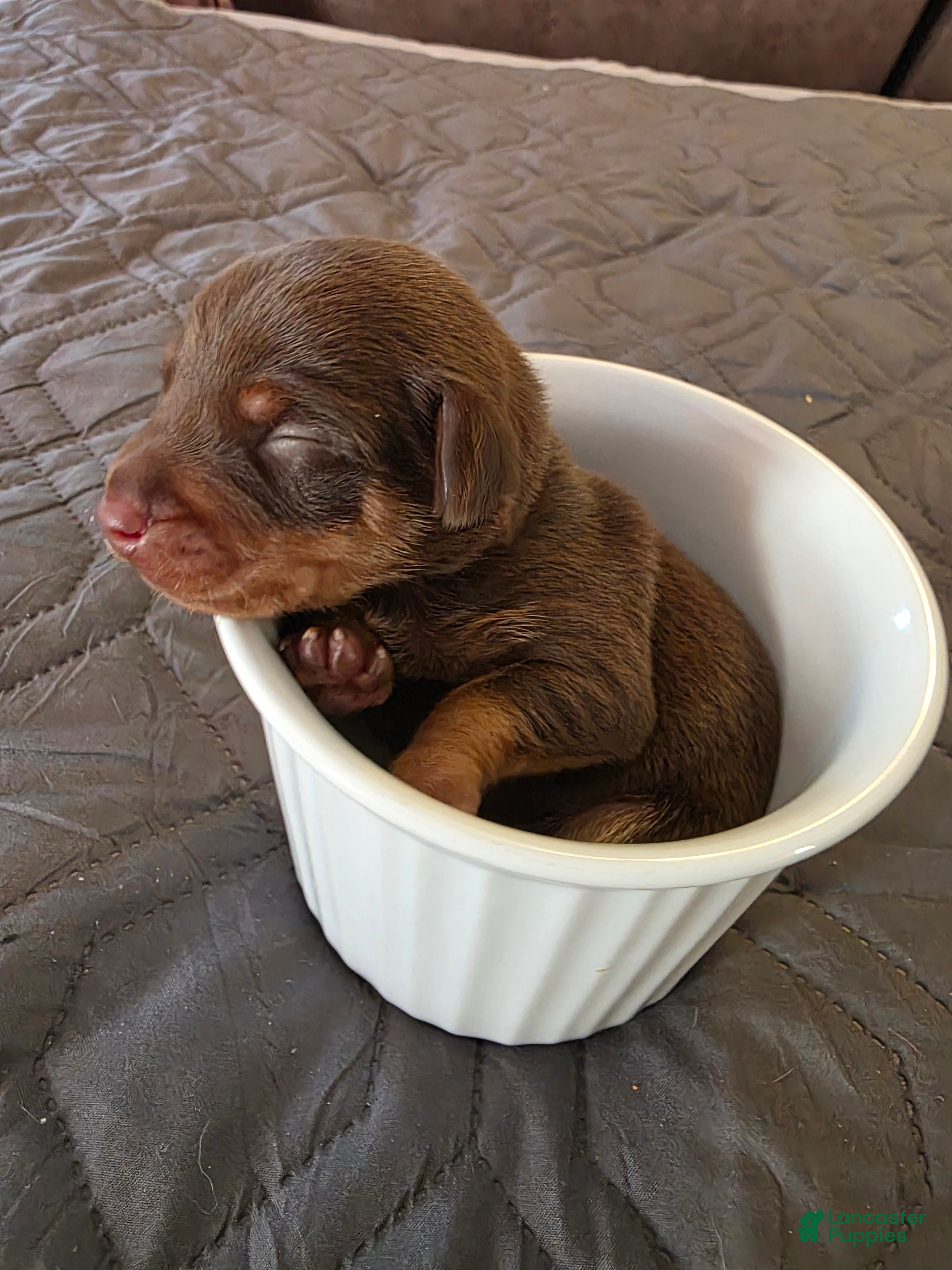 Miniature Pinscher dogs R-white - Ad 1