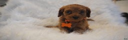 Cavapoo dogs for sale: Jupiter  - Ad 6