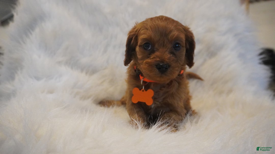 Cavapoo dogs for sale: Jupiter  - Ad 6