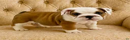 English Bulldog dogs for sale: Bubby - Ad 1