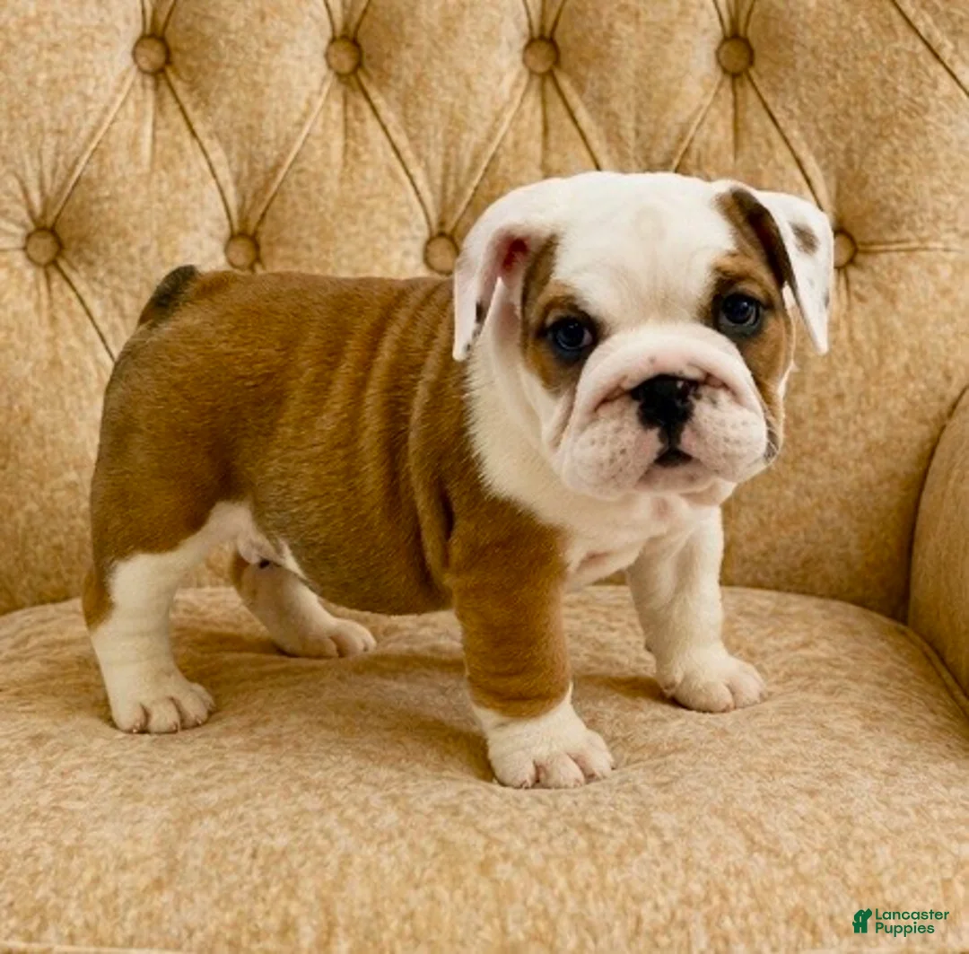English Bulldog dogs for sale: Bubby - Ad 1