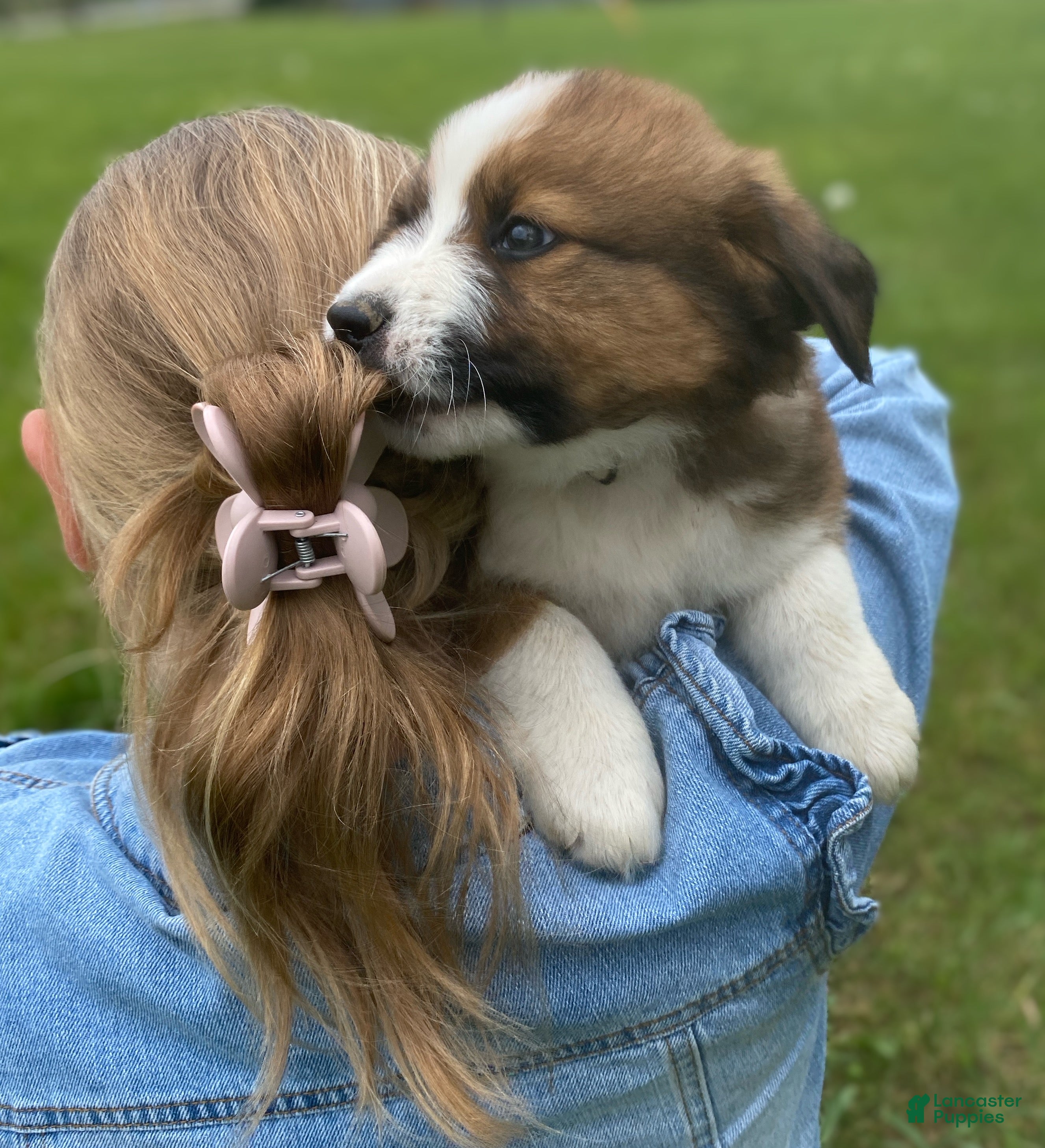 Mixed Breed dogs for sale: ♥️BABY BEAR♥️ - Ad 38