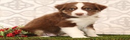 Miniature Australian Shepherd dogs for sale: Rocky - Ad 5