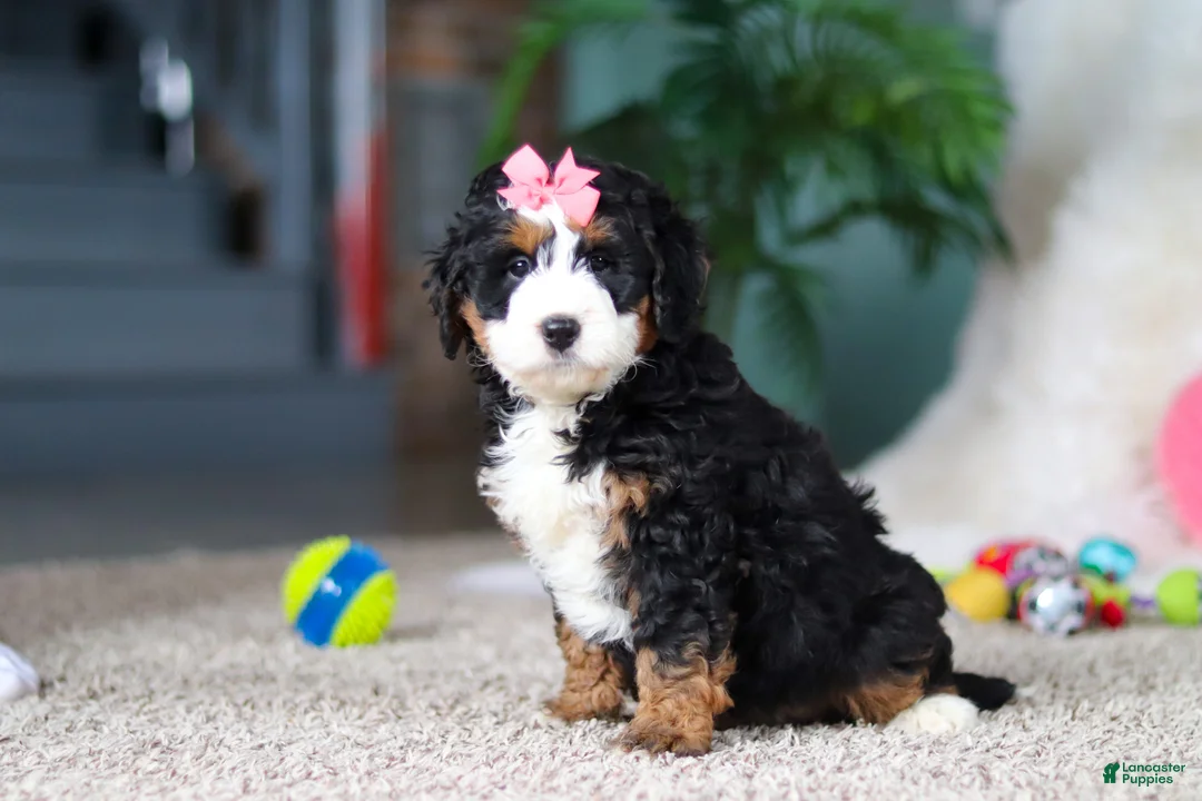 Mini Bernedoodle dogs for sale: Opal - Ad 3