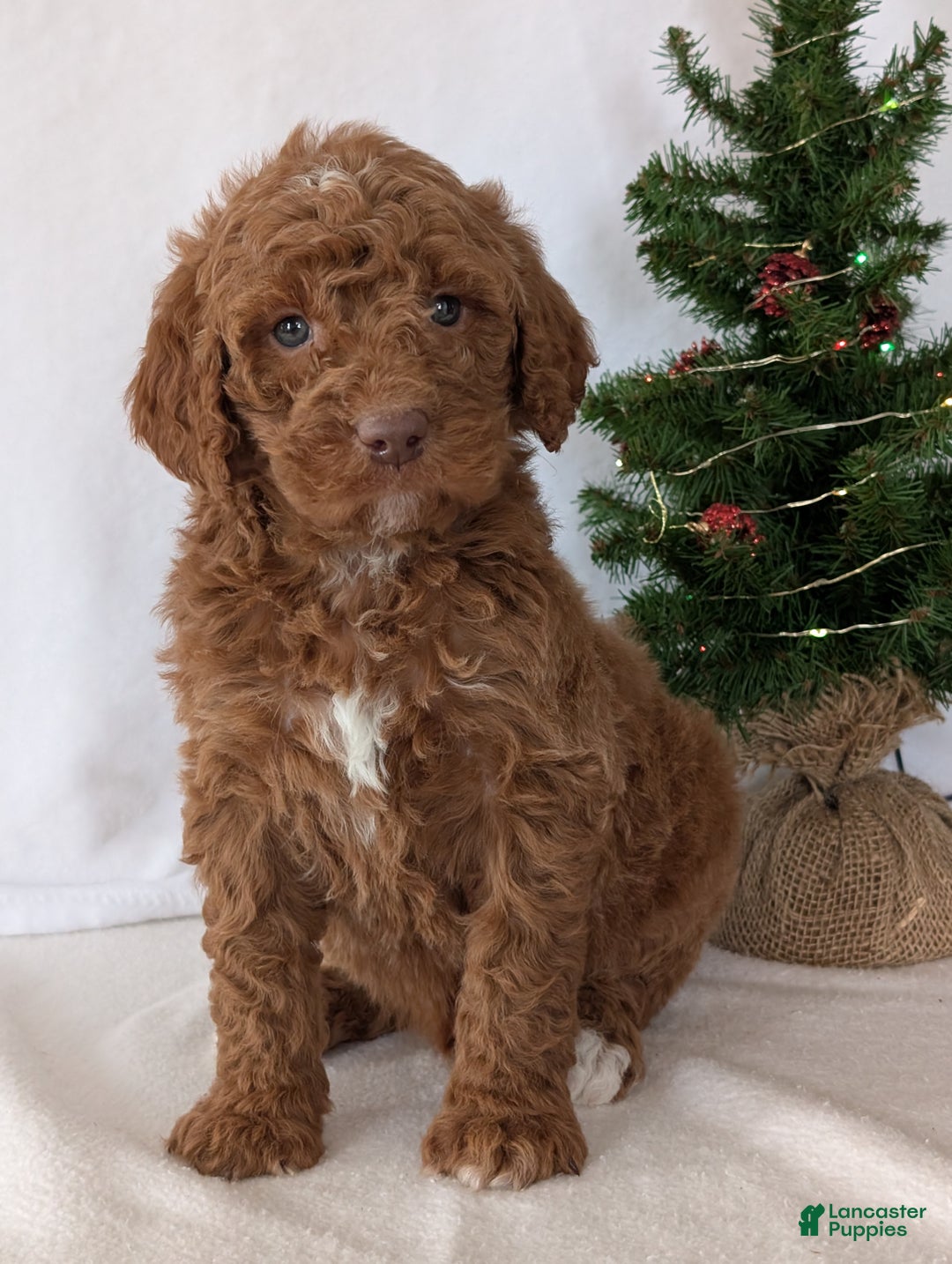 Goldendoodle dogs for sale: Porter  - Ad 5