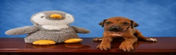 Rhodesian Ridgeback dogs for sale: Rhodesian Ridgeback Puppy 3 - Ad 1