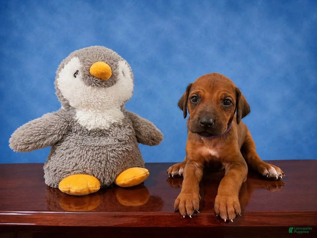 Rhodesian Ridgeback dogs for sale: Rhodesian Ridgeback Puppy 3 - Ad 1