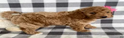 Mini Bernedoodle dogs for sale: Pixie - Ad 3
