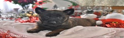 Belgian Malinois dogs for sale: Gypsy - Ad 4