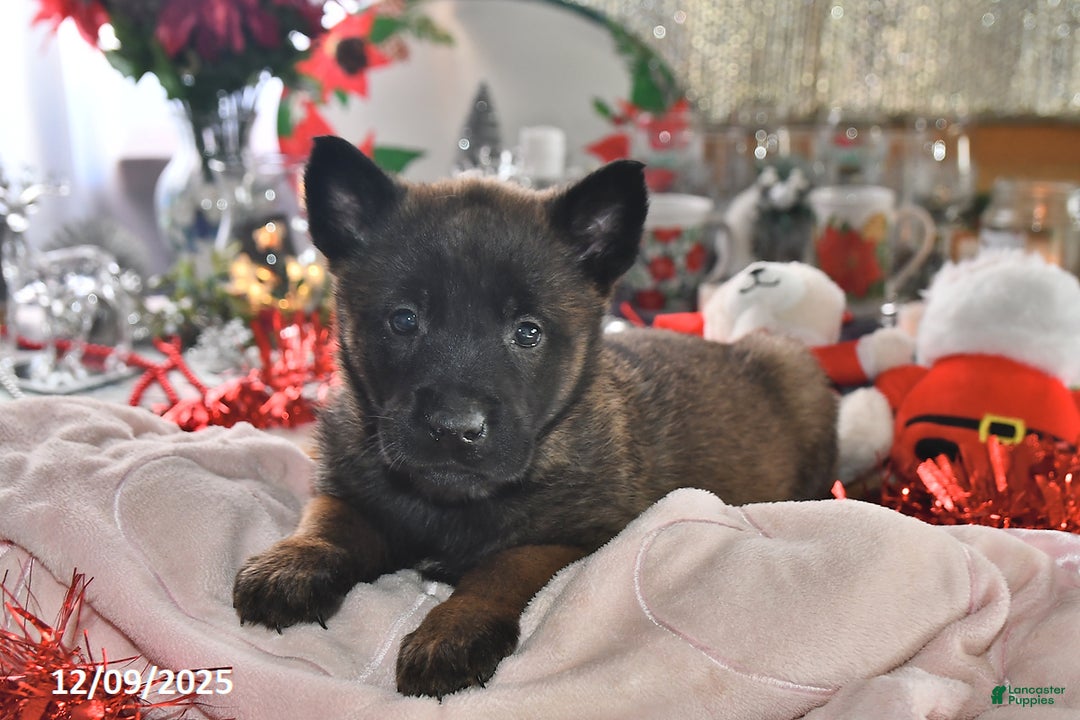 Belgian Malinois dogs for sale: Gypsy - Ad 4