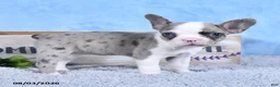 Frenchton dogs for sale: Lilla - Ad 3