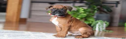Boxer dogs for sale: Ace - Ad 2