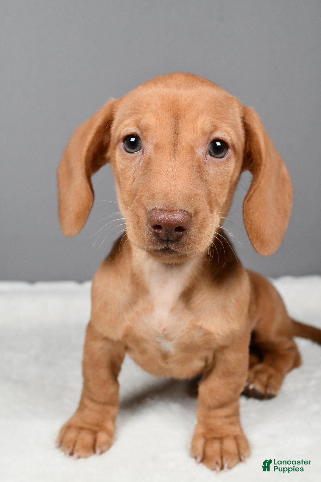 Miniature Dachshund dogs for sale: Valentine - Ad 5