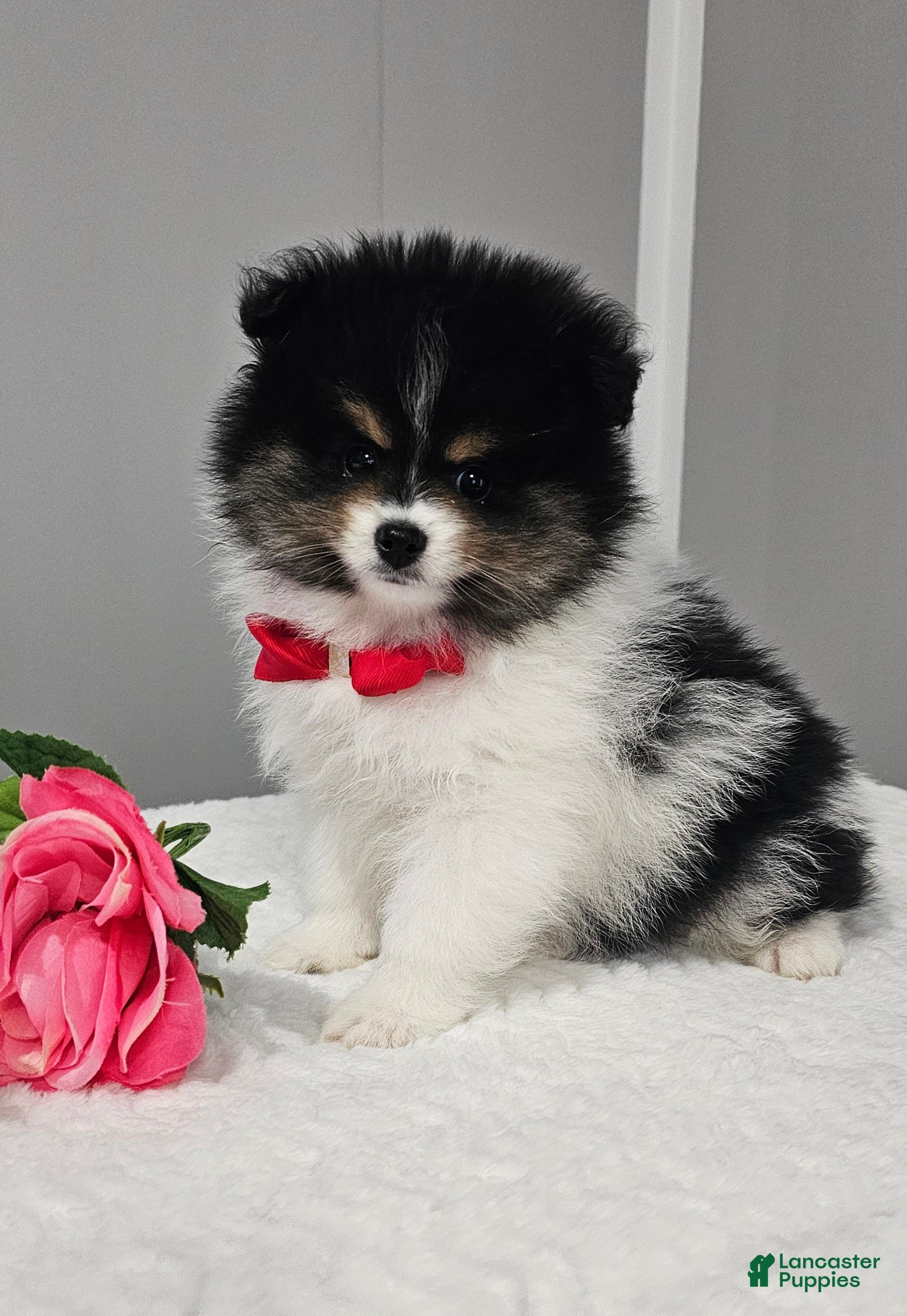 Pomeranian dogs Riggs - Ad 10