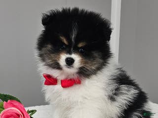 Pomeranian dogs Riggs - Ad 10